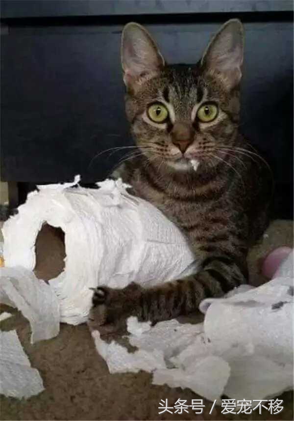 猫咪最喜欢的玩具居然是铲屎官,推荐猫咪最喜欢玩的玩具