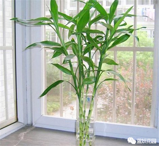 富贵竹叶子发黄怎么养护,招财富贵竹叶子发黄加醋