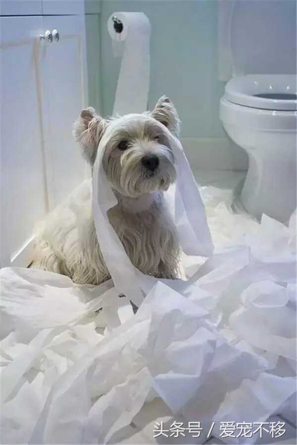 猫咪最喜欢的玩具居然是铲屎官,推荐猫咪最喜欢玩的玩具