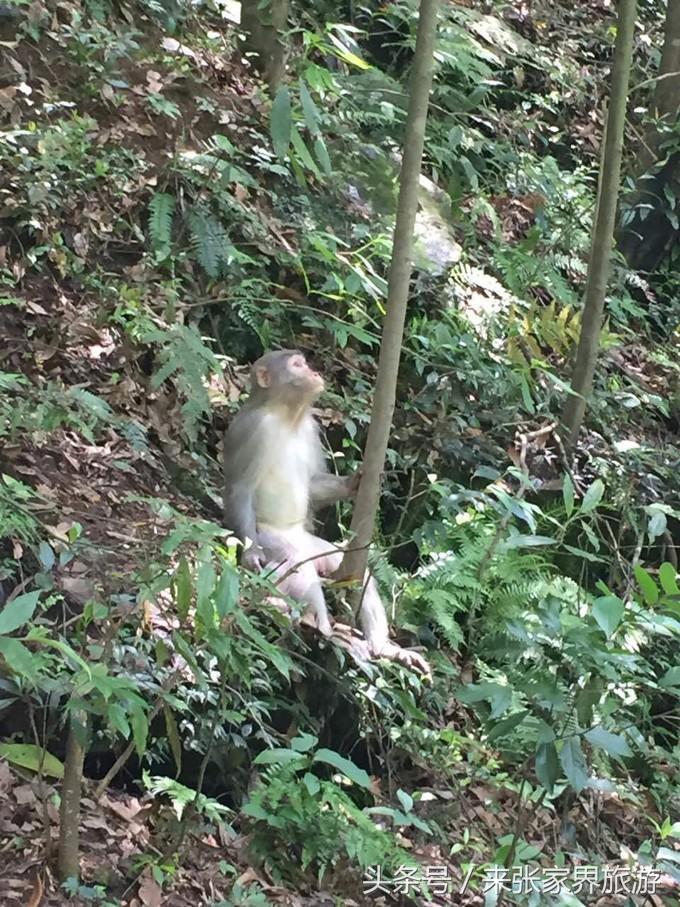 张家界凤凰4日游攻略,张家界凤凰五日游线路图片