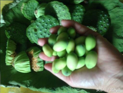 莲蓬豆腐正宗做法,又到吃莲蓬季节了