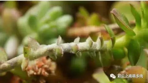 多肉叶片长霉？得赶紧治啦！