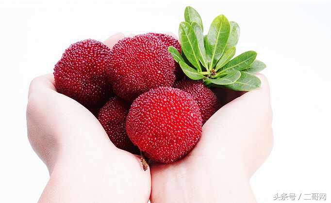 杨梅挑选小技巧,杨梅怎么样才能熟得快