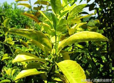 沙糖桔黄龙病防治,沙糖桔黄龙病治疗方法