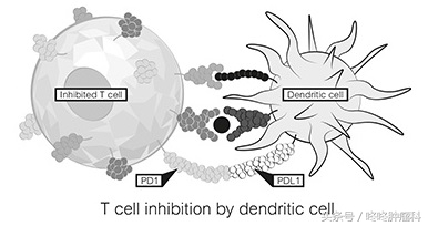 pd-1适用于每个人吗,如何知道pd-1是否适合
