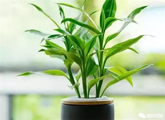 富贵竹叶子发黄怎么养护,招财富贵竹叶子发黄加醋