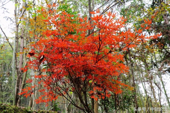 关于我们的网名,那些年我们的网名