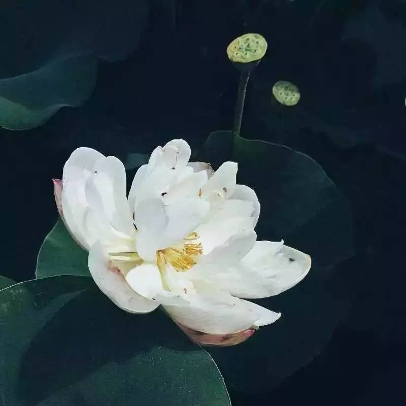 用手机拍照片的技巧,手机什么软件拍出来的照片最好看