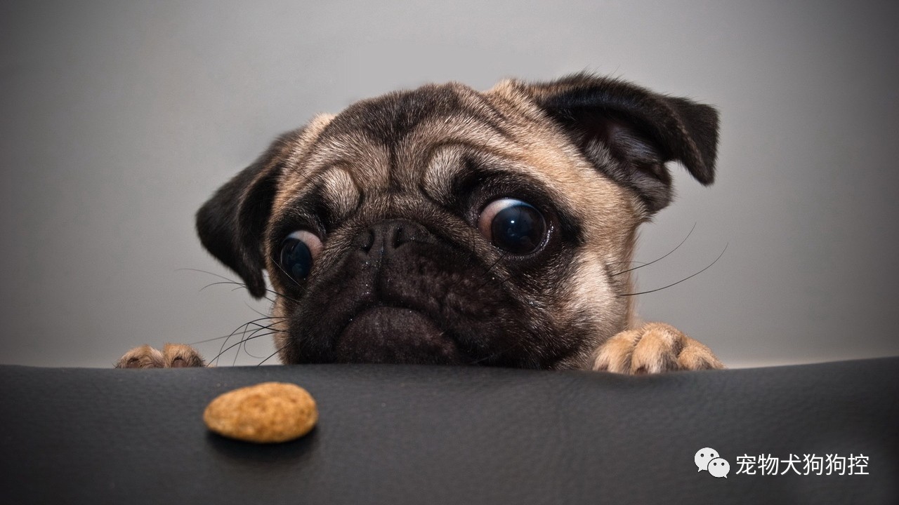 新手养狗必买用品,新手养狗小技巧