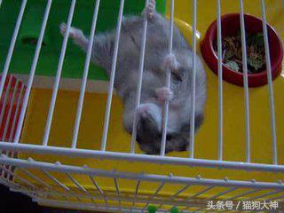 家中仓鼠三天不吃不喝不动，带去兽医院检查，结果却让大家哭笑不得