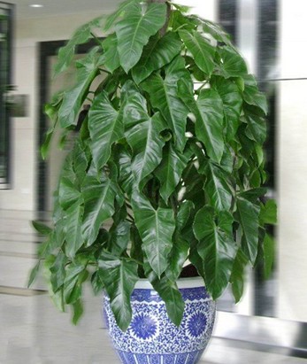 绿宝石怎么养殖最好的,绿宝石毛豆种植要点