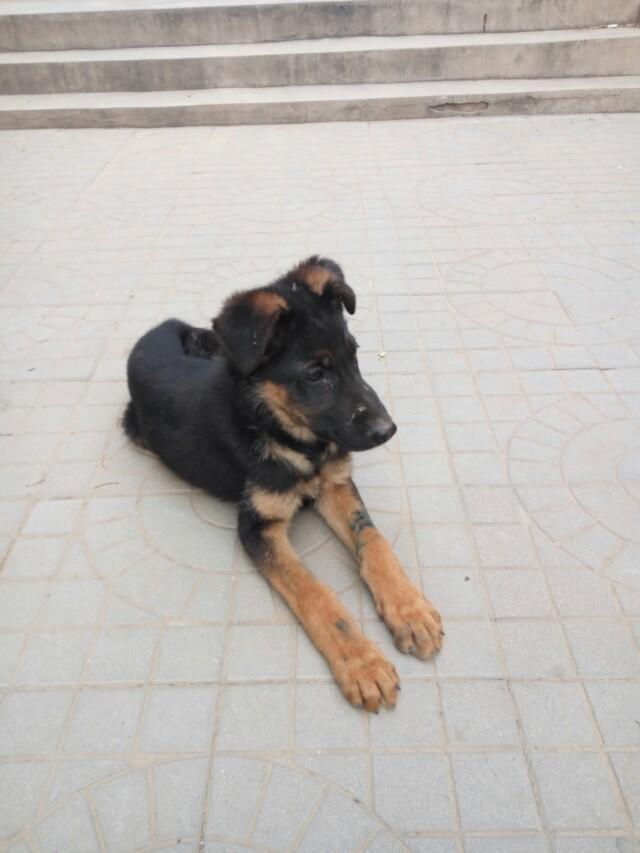 花1000多买的狗尾巴都不让摸,花1000万买一只狗