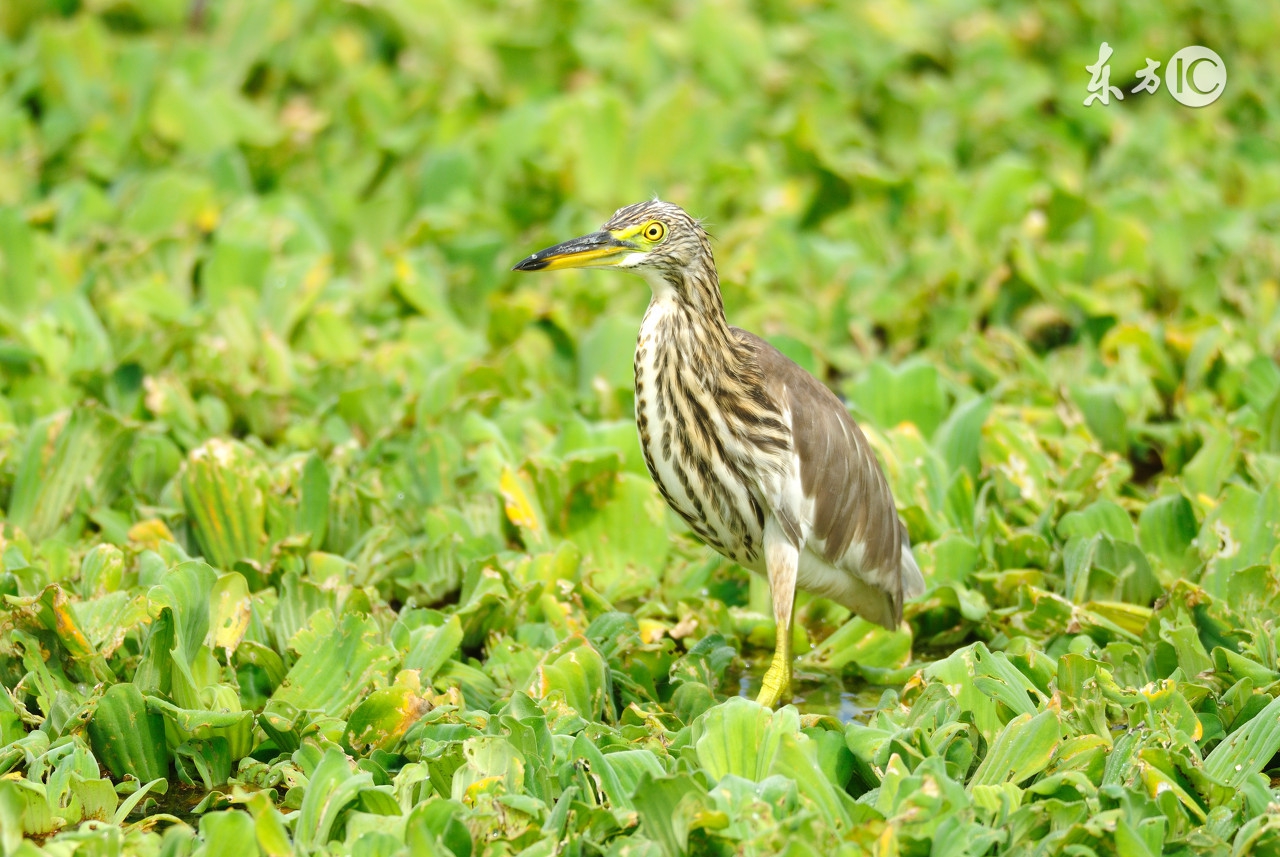 蟹塘伊乐藻怎么种,蟹塘伊乐藻挖草心关注事项