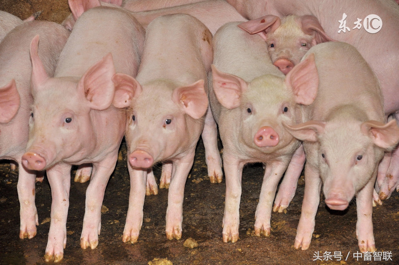 浠旂尓鐞冭櫕鐥呯殑闃叉不,浠旂尓鐞冭櫕鐥呯殑闃叉不鎺柦