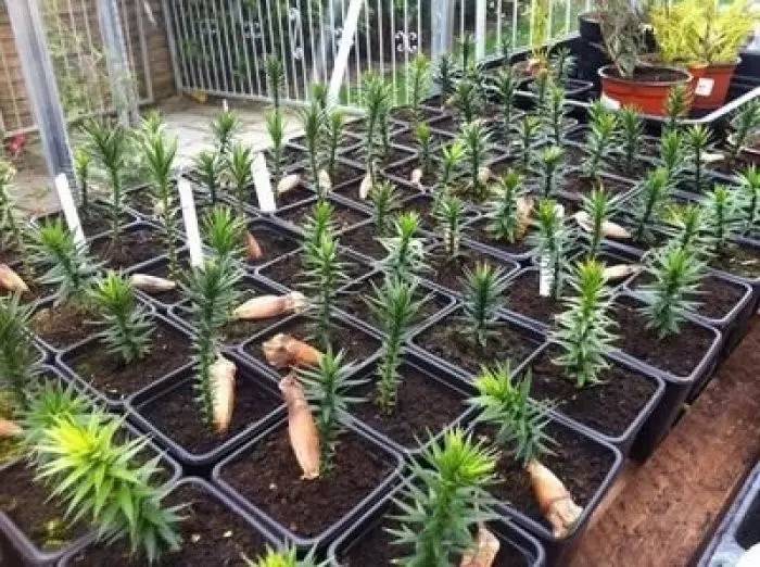 大叶南洋杉盆栽,南洋杉盆景叶黄原因