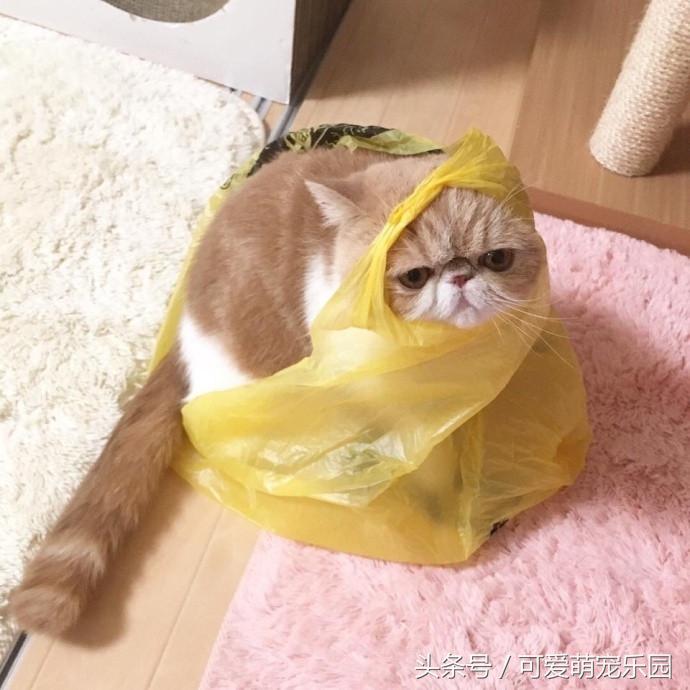 铲屎官你到底想怎么样,铲屎官你好怎么回复