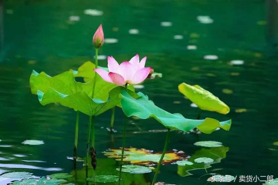 三伏治寒症最佳时间,暑伏的正确方法