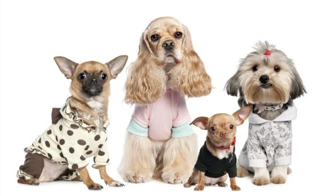 养狗必须知道的知识,养狗需要知道的常识