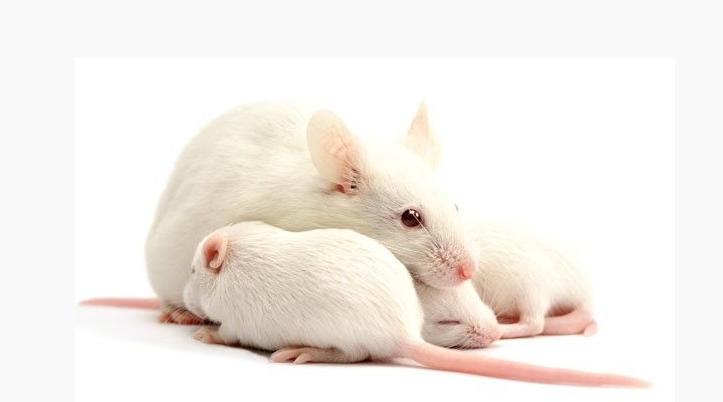 脑肿瘤研究取得新突破，重组后的皮肤细胞使小白鼠的脑肿瘤缩小