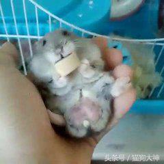 家中仓鼠三天不吃不喝不动，带去兽医院检查，结果却让大家哭笑不得