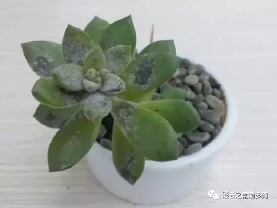 多肉叶片长霉？得赶紧治啦！