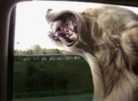 养狗必须知道的知识,养狗需要知道的常识