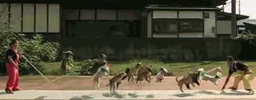 养狗必须知道的知识,养狗需要知道的常识