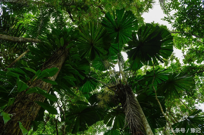 蒲扇老式怎么用,老式蒲扇是什么