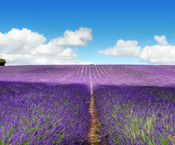 乳腺炎最怕一种草,专治乳腺炎的特效草