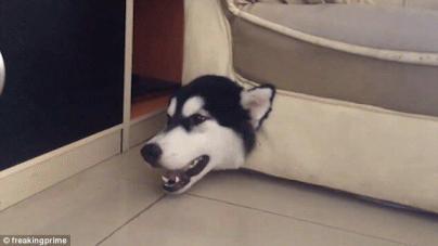 怎么改掉狗狗咬坏习惯,怎么纠正狗狗咬和玩耍