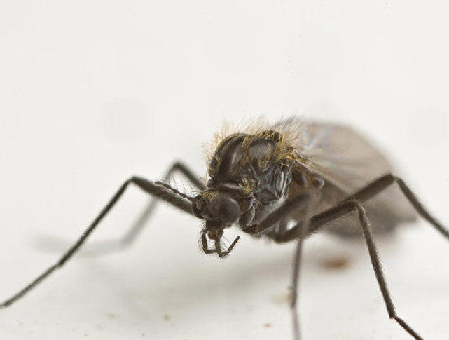 什么蚊虫咬了红疙瘩很痒三天不消,被蚊虫咬了鼓个大包怎么办