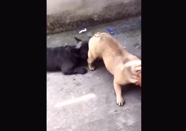 小*狗黑**舔同伴的蛋蛋，结果下一秒就狂吐不止！