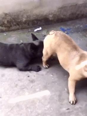 小*狗黑**舔同伴的蛋蛋，结果下一秒就狂吐不止！