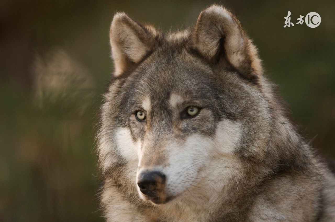 蒙古人为什么有狼图腾,狼为什么是游牧民族的图腾