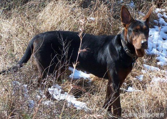 中国山红犬介绍,山红犬是什么品种