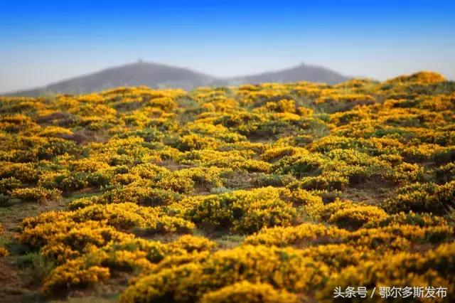 鄂尔多斯我的家完整版,我美丽的家乡鄂尔多斯