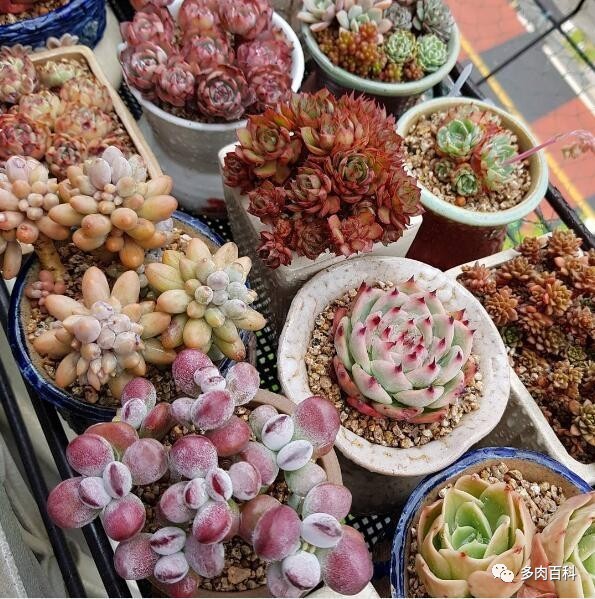 多肉植物小黑飞用什么杀虫药,养多肉有小黑飞怎么办