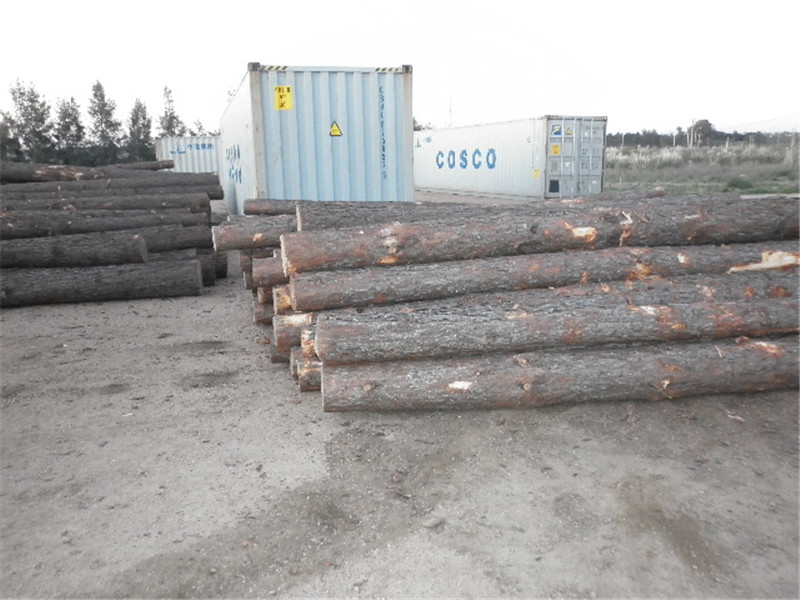 巴西第七天，松木堆场，检尺装柜