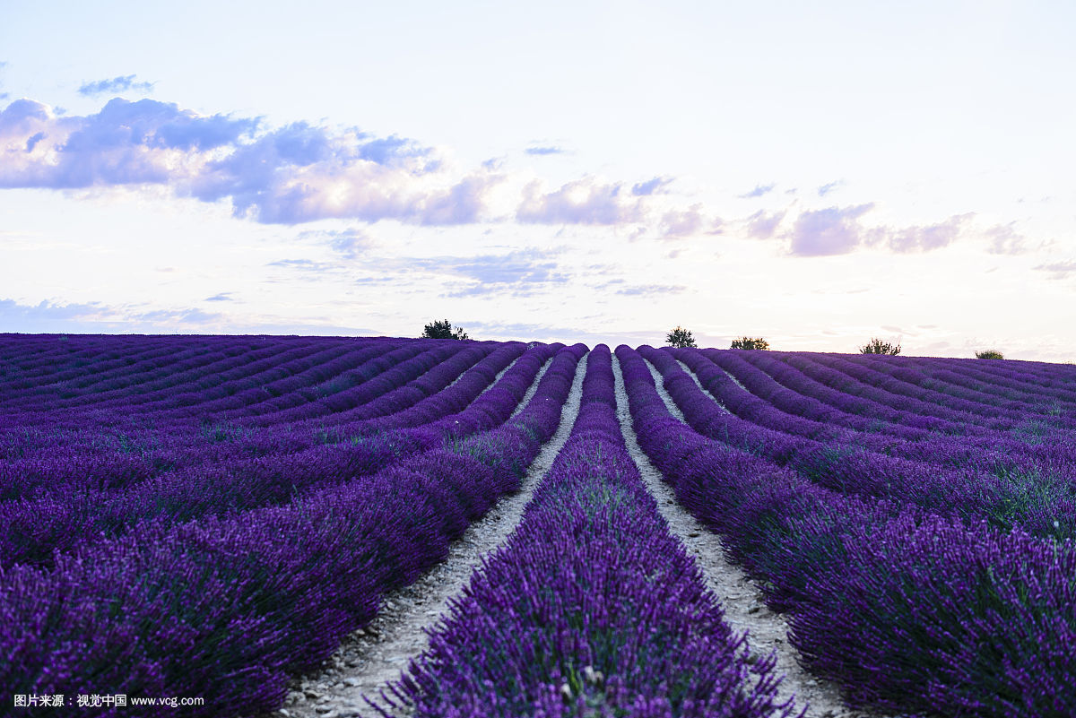 乳腺炎最怕一种草,专治乳腺炎的特效草
