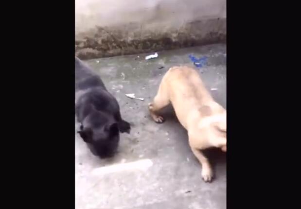 小*狗黑**舔同伴的蛋蛋，结果下一秒就狂吐不止！