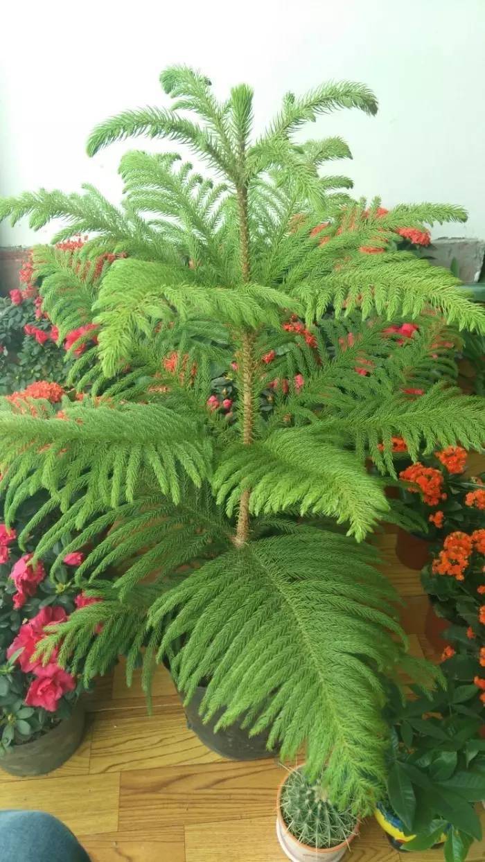 大叶南洋杉盆栽,南洋杉盆景叶黄原因