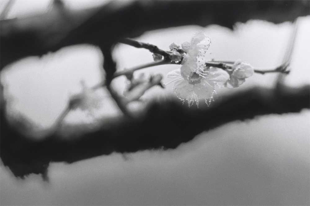 佳能300mmf4画质,佳能小炮镜头