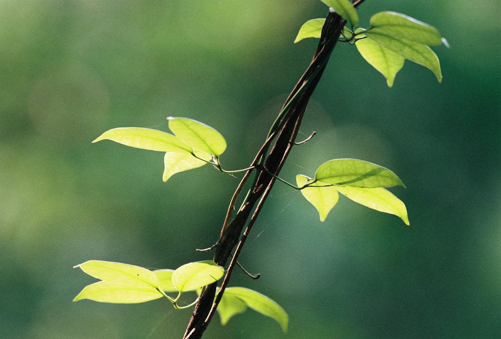 佳能300mmf4画质,佳能小炮镜头