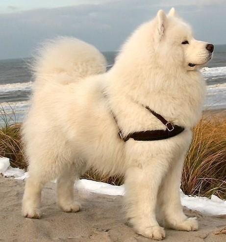 萨摩耶犬常见皮肤病,萨摩耶常见的病及症状