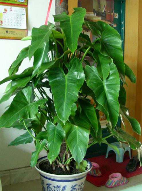 绿宝石怎么养殖最好的,绿宝石毛豆种植要点