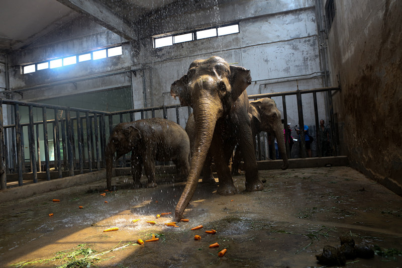 乖萌小动物,乖萌动物