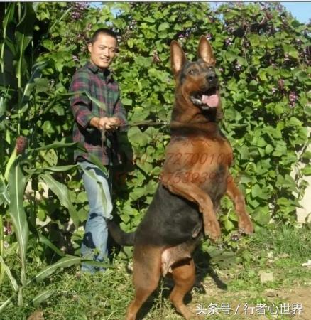 中国山红犬介绍,山红犬是什么品种