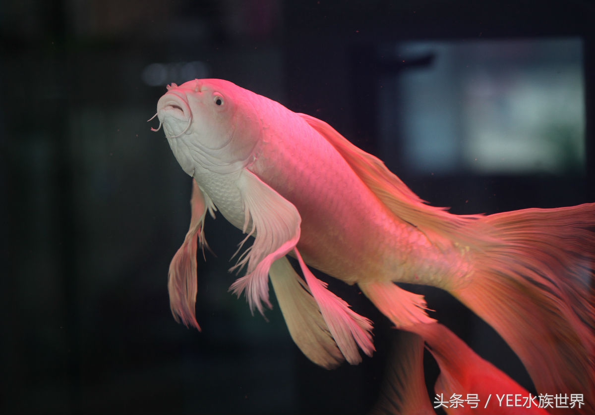 养锦鲤日常关注事项,如何正确饲养锦鲤