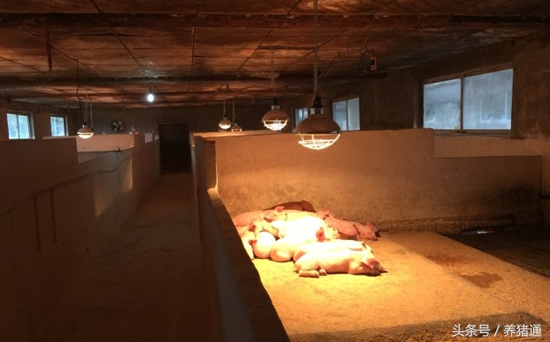 治疗猪的腹泻，到底哪种方法更好呢？这个可能是你要的答案