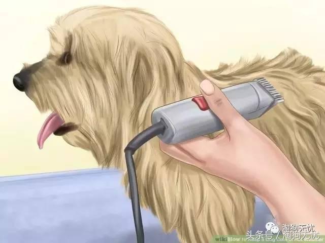 狗狗中暑引发心脏病怎么办,狗狗中暑后一直叫是怎么了